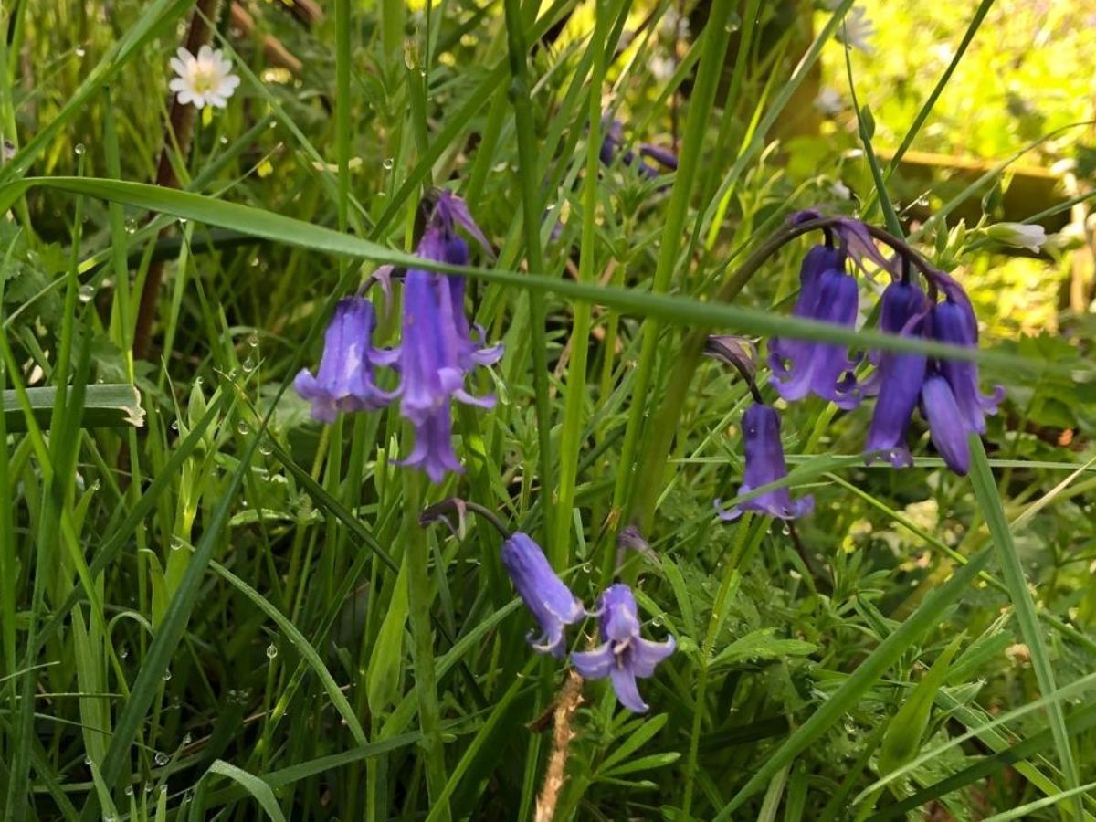 Bluebells.
