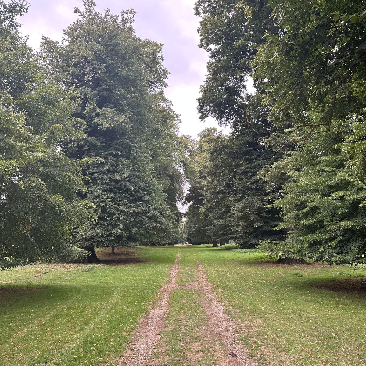 Star Pond tree walkway.